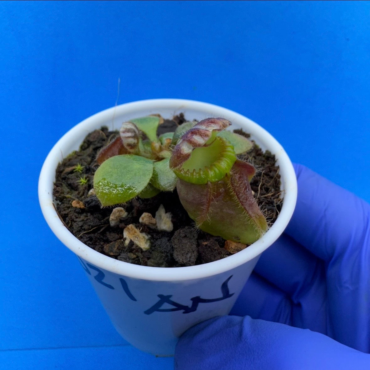 Cephalotus follicularis “Anthracite” (“Coalmine Beach” X ‘OG Black’)
