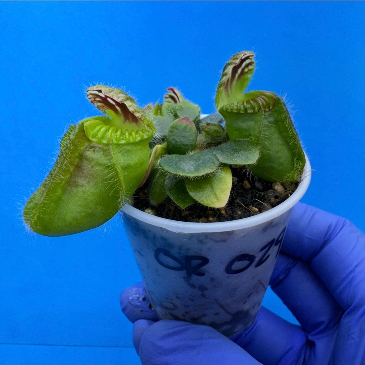 Cephalotus follicularis “Ogre” ('OG Black' X “Coalmine Beach