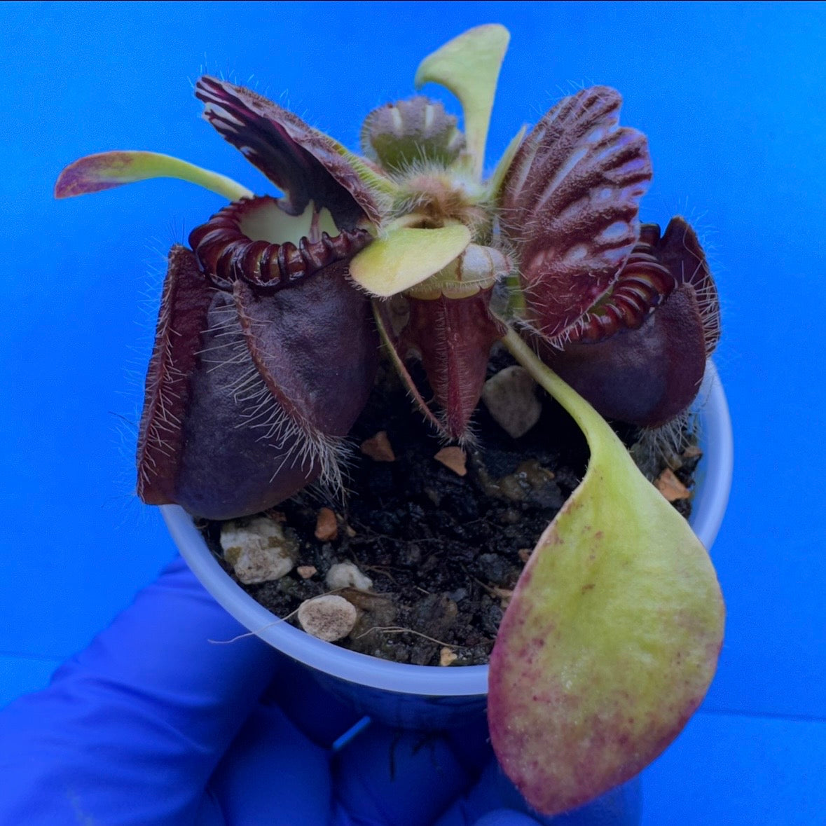 Cephalotus follicularis “Ogre” (‘OG Black’ X “Coalmine Beach”)