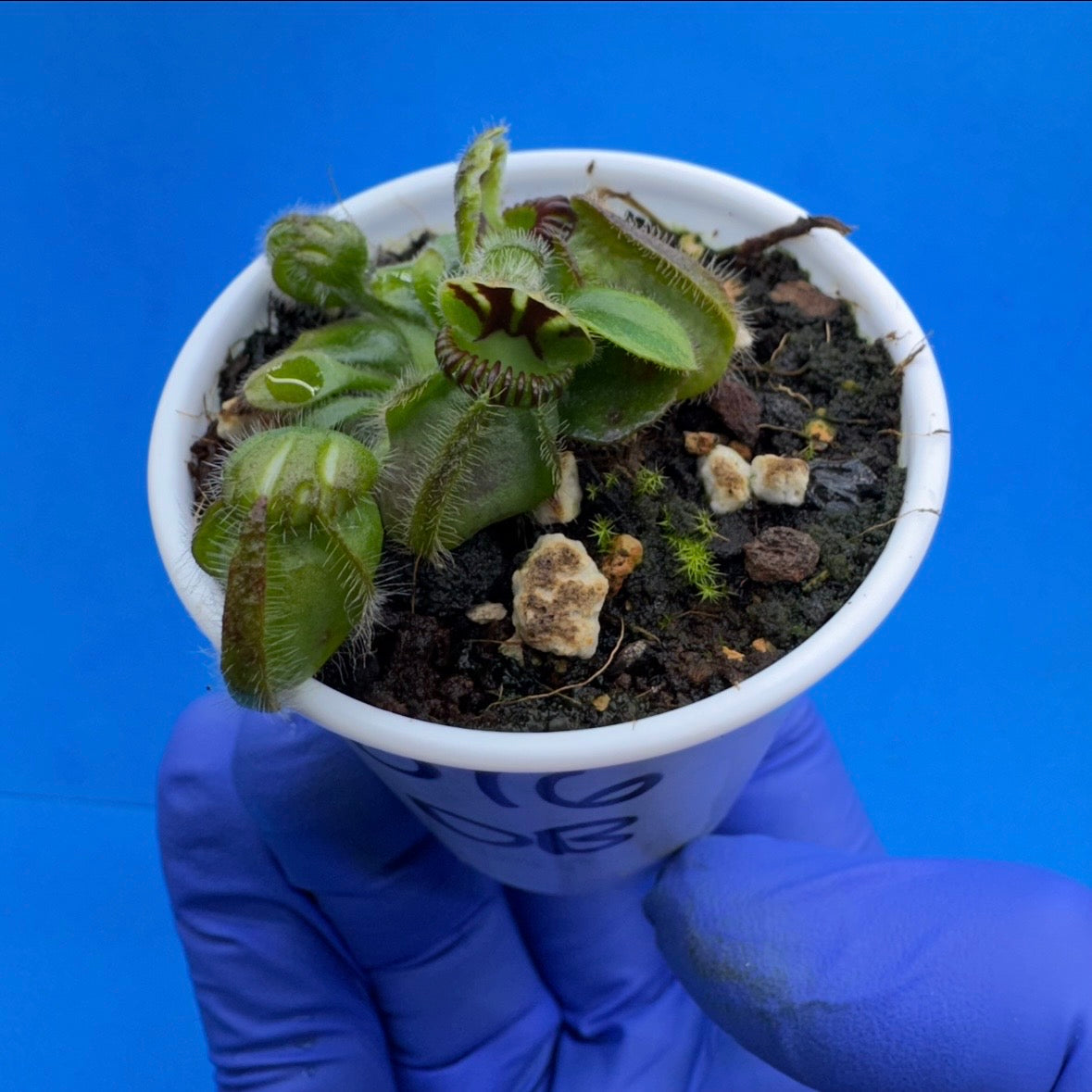Cephalotus follicularis “Ducbog” (“UC Davis” X ‘OG Black’)