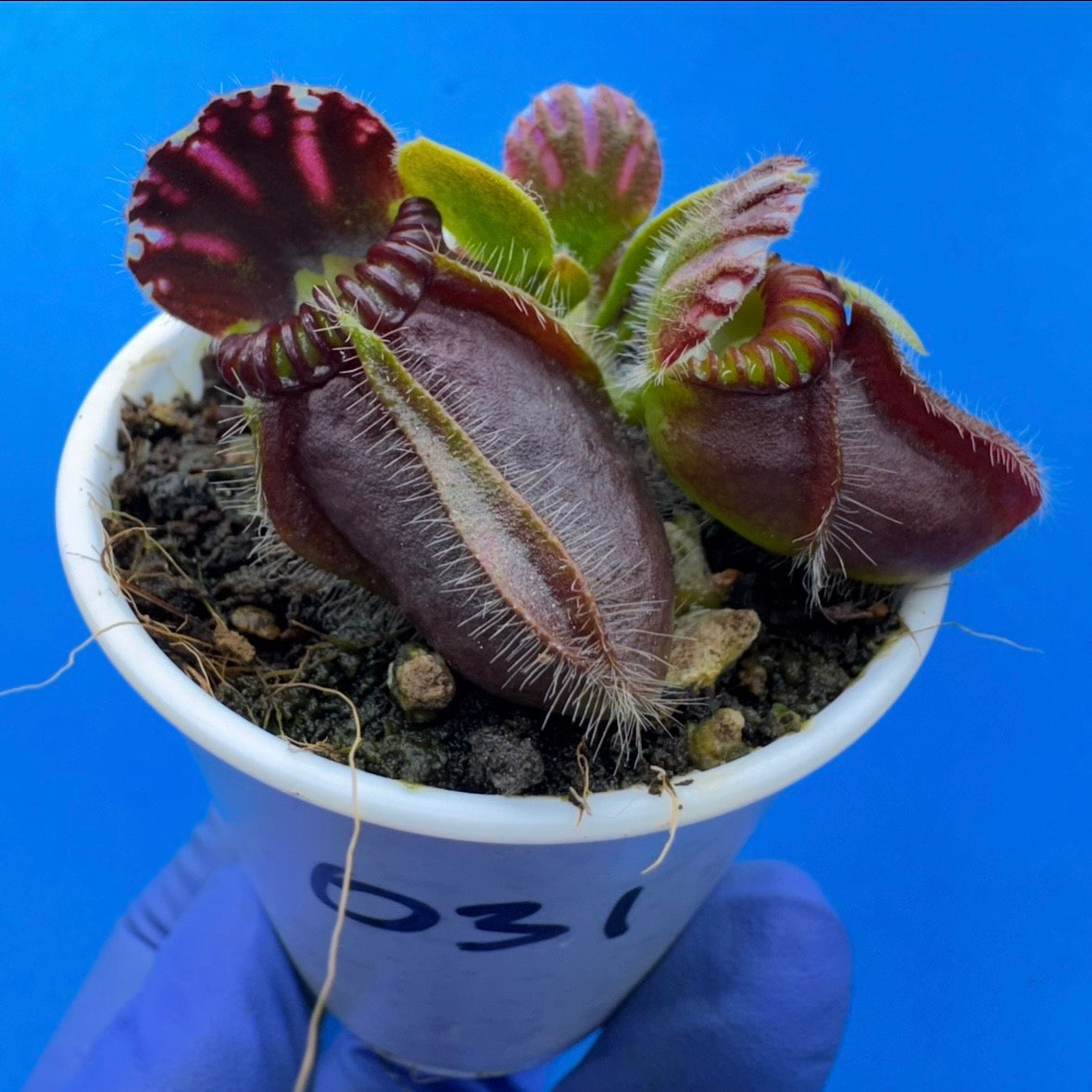 Cephalotus follicularis “Blix Goblin” (‘OG Black’ X (‘Hummer’s Giant’ X Self))