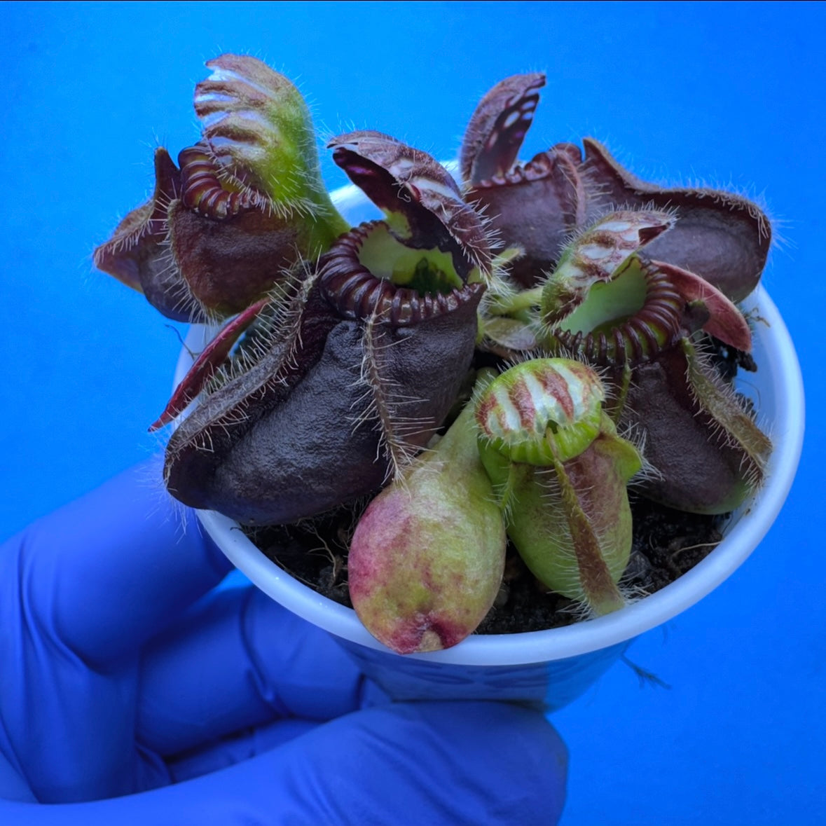 Cephalotus follicularis ‘OG Black’