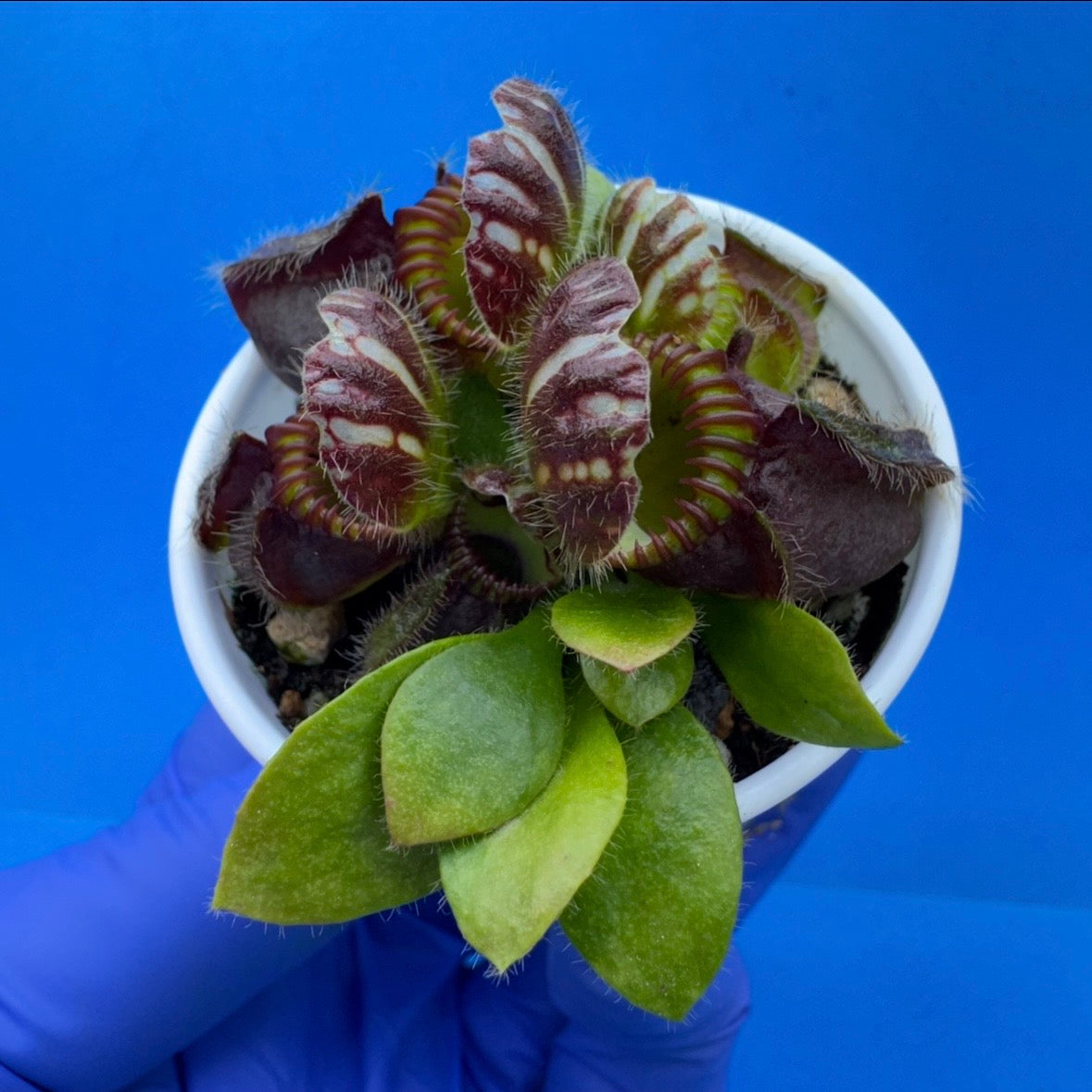 Cephalotus follicularis “Bogjewels” (‘OG Black’ X “Julie Jones”)