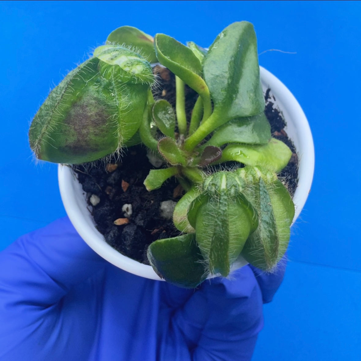 Cephalotus follicularis “Behemoth” (“UC Davis” X ‘OG Black’)