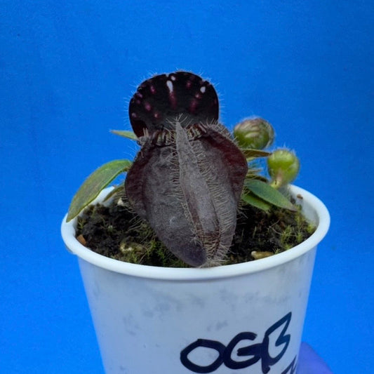 Cephalotus follicularis ‘OG Black’