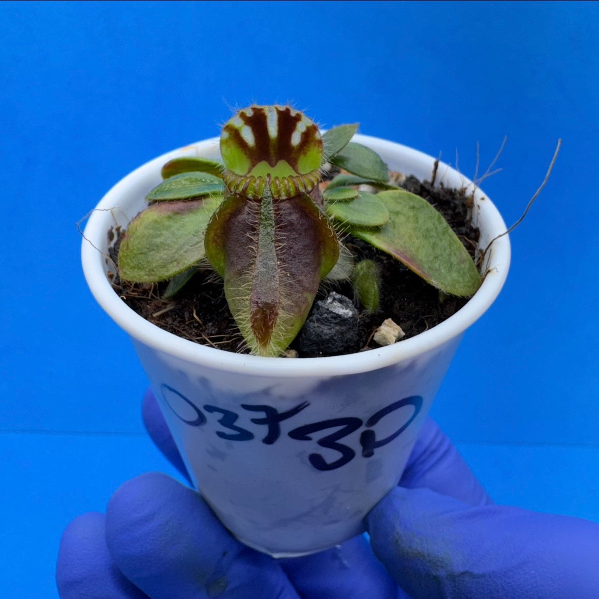 Cephalotus follicularis “Bogduc” (‘OG Black’ X “UC Davis”)