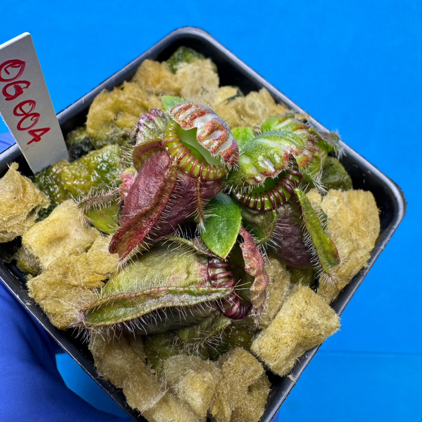 Cephalotus follicularis ‘OG Black’
