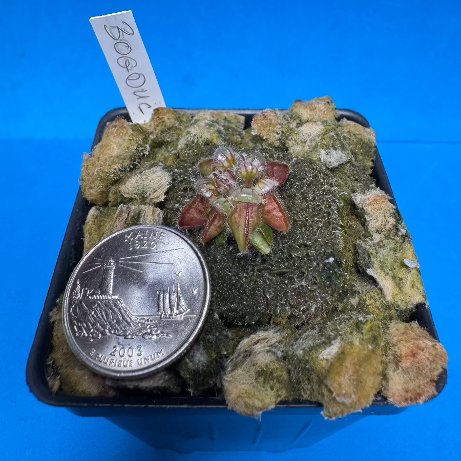 Cephalotus follicularis “Bogduc” (‘OG Black’ X “UC Davis”)