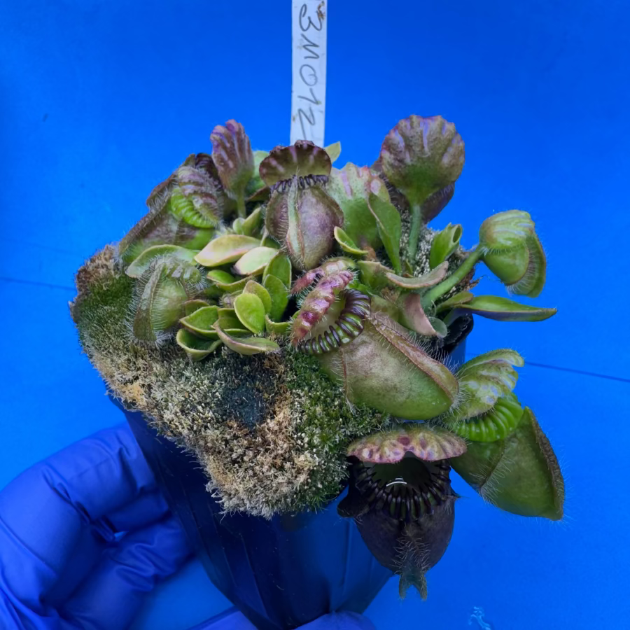 Cephalotus follicularis “Blackmine” (‘OG Black’ X “Coalmine Beach”)
