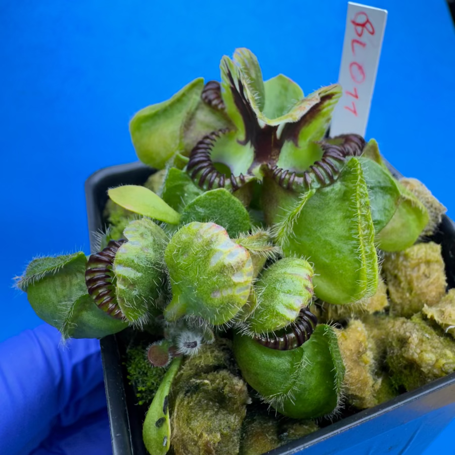 Cephalotus follicularis “Blix Goblin” (‘OG Black’ X (‘Hummer’s Giant’ X Self))