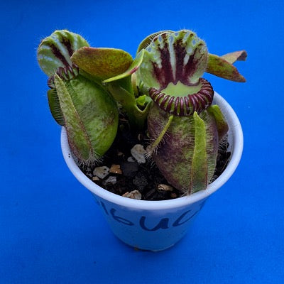 Cephalotus follicularis “UC Davis”