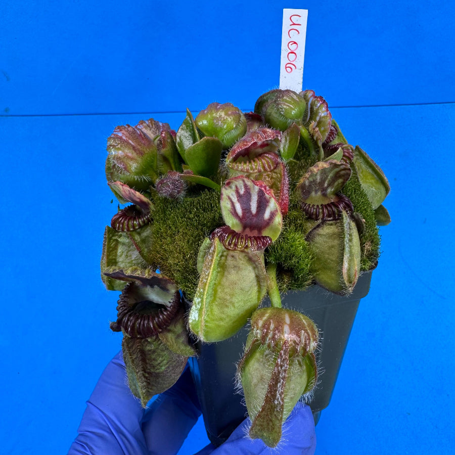 Cephalotus follicularis “UC Davis”