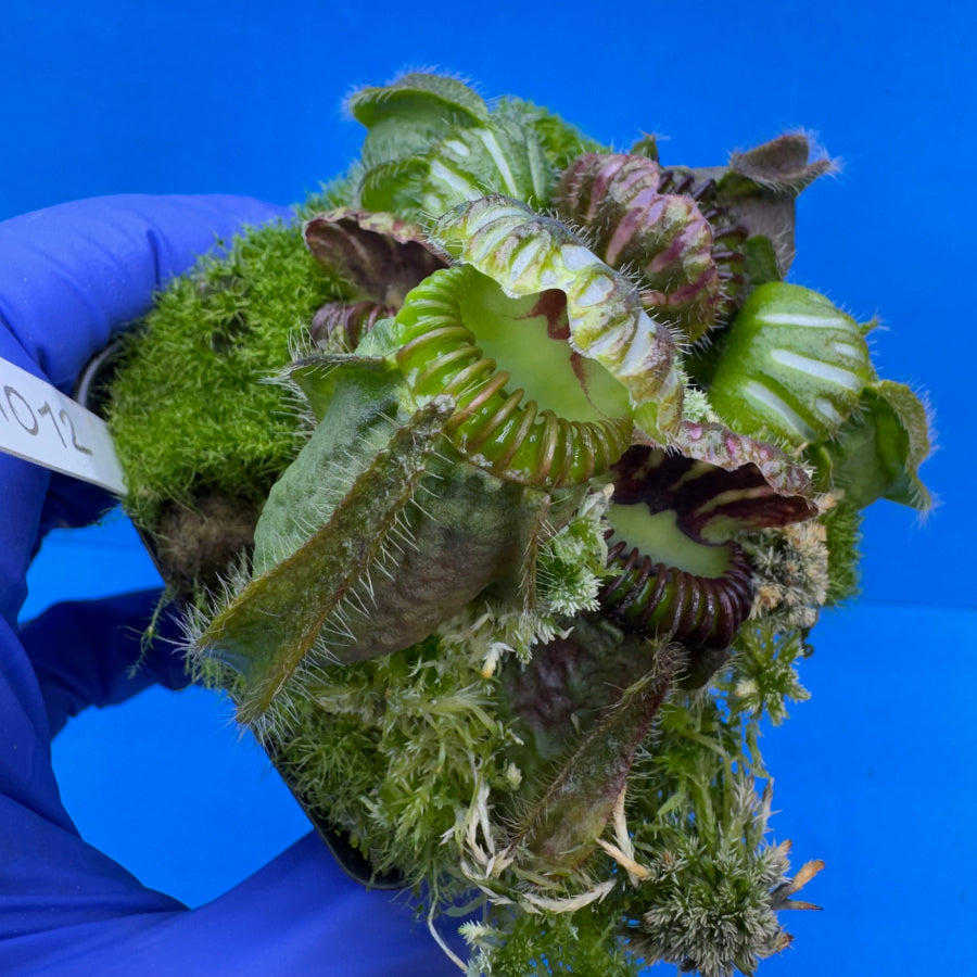 Cephalotus follicularis “Behemoth” (“UC Davis” X ‘OG Black’)