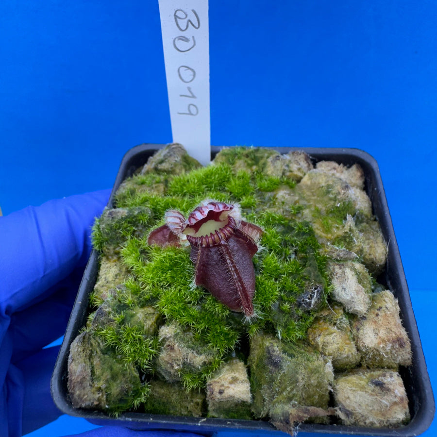 Cephalotus follicularis “Bogduc” (‘OG Black’ X “UC Davis”)