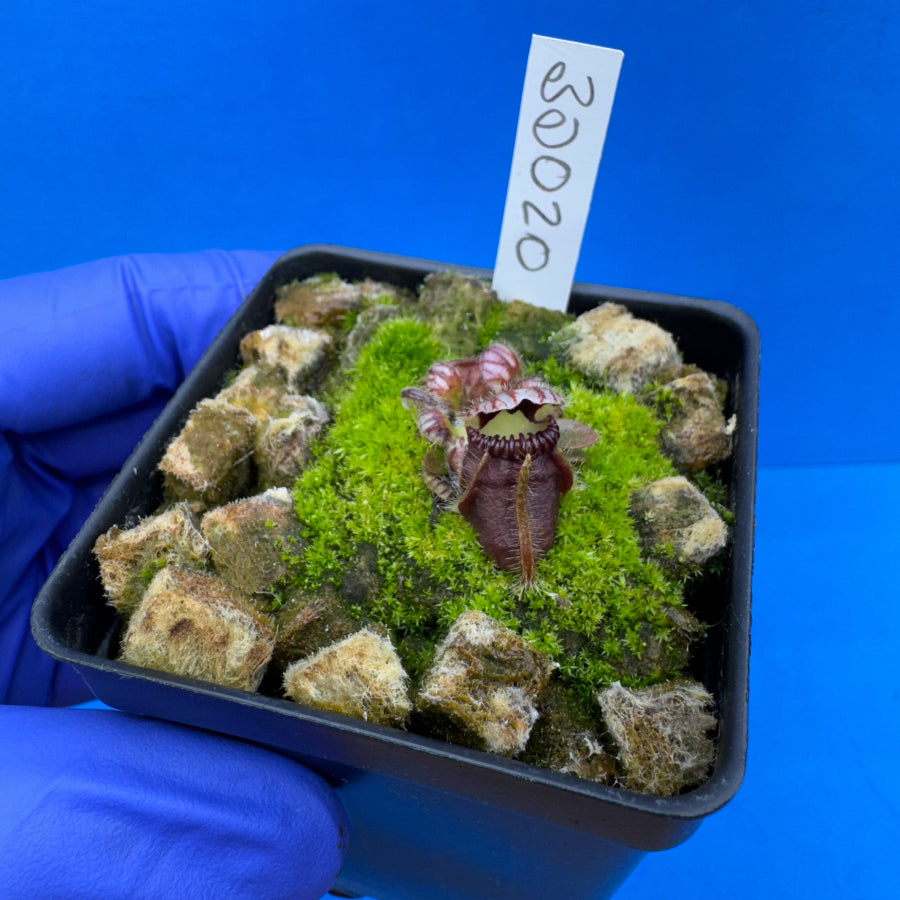 Cephalotus follicularis “Bogduc” (‘OG Black’ X “UC Davis”)