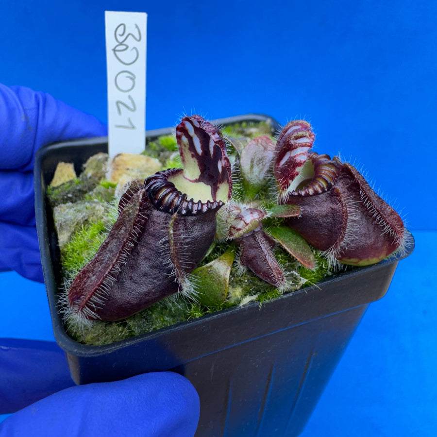 Cephalotus follicularis “Bogduc” (‘OG Black’ X “UC Davis”)