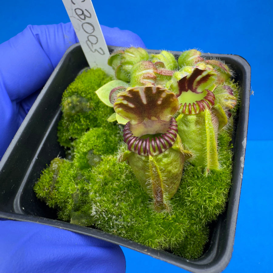 Cephalotus follicularis “Coalbog” (“Coalmine Beach” X ‘OG Black’)