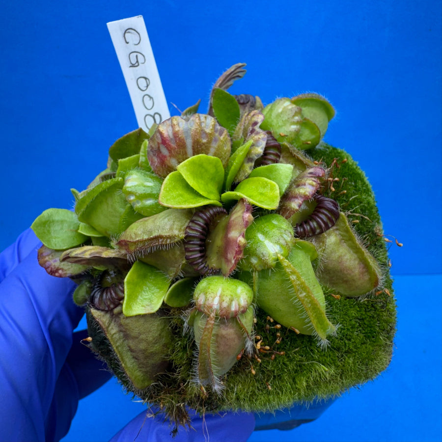 Cephalotus follicularis “Cubgod” (“UC Davis” X ‘OG Black’)