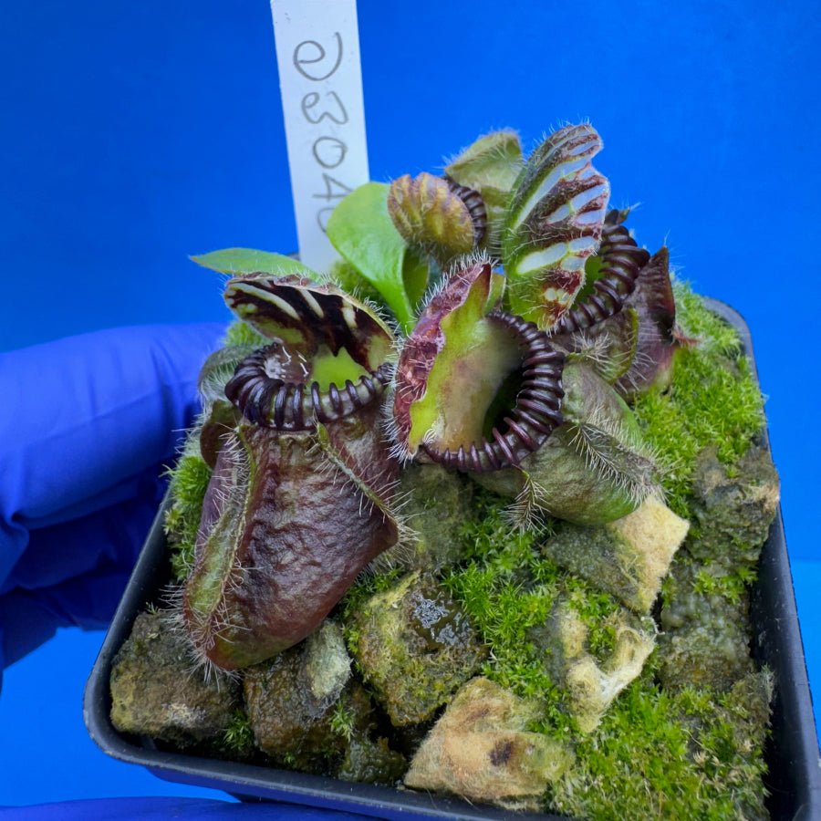 Cephalotus follicularis “Ducbog” (“UC Davis” X ‘OG Black’)