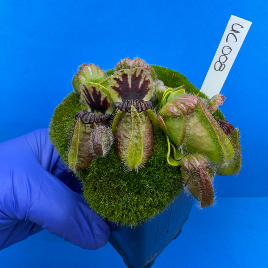 Cephalotus follicularis “UC Davis” – Deathalotus