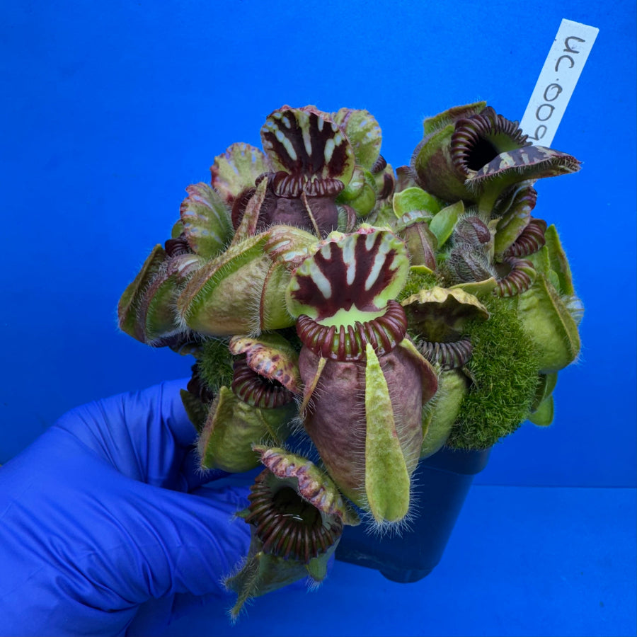 Cephalotus follicularis “UC Davis”