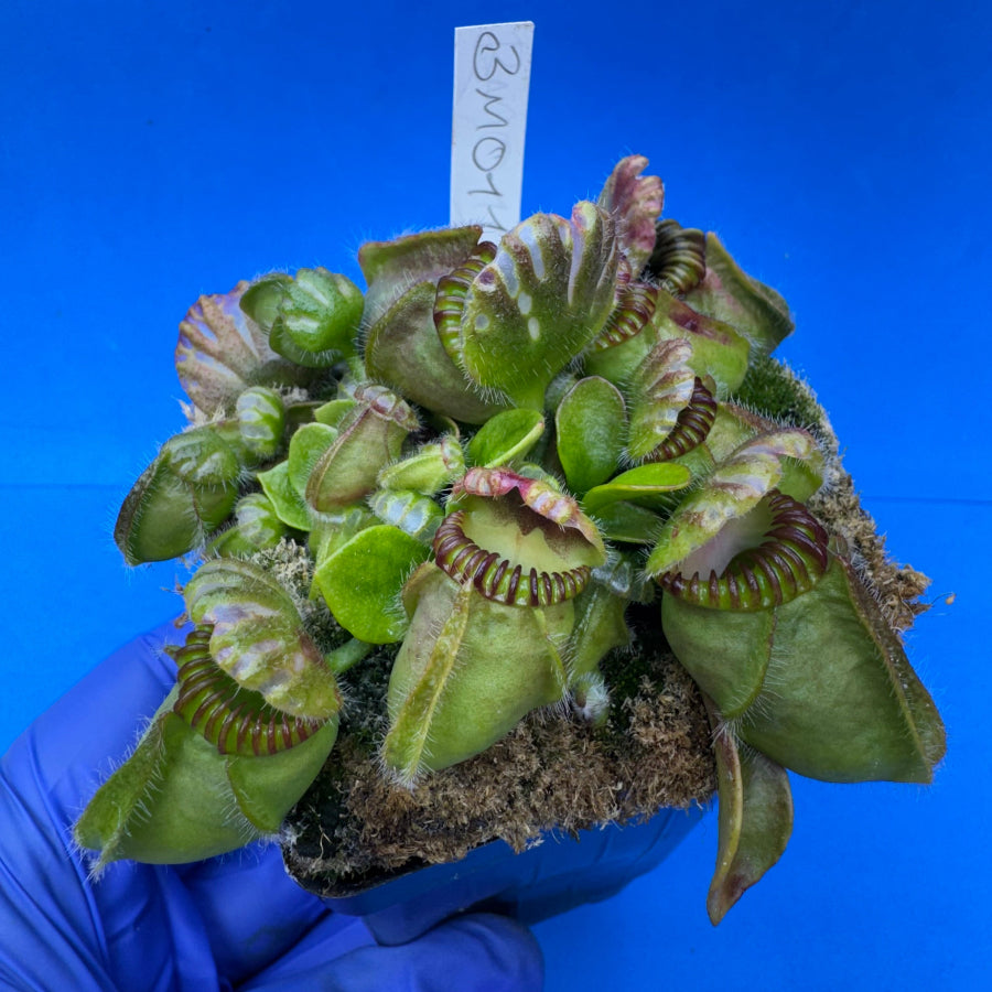 その他観葉植物 Cephalotus follicularis Ebisu Cephalotus follicularis Ebisu 食虫植物 セファロタス フォリ