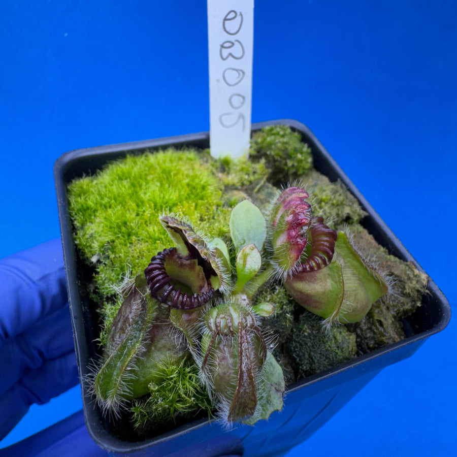 Cephalotus follicularis “Ducbog” (“UC Davis” X ‘OG Black’)