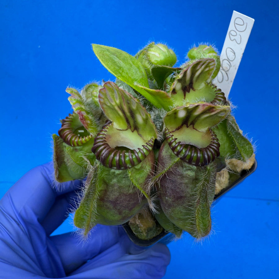 Cephalotus follicularis “Ducbog” (“UC Davis” X ‘OG Black’)