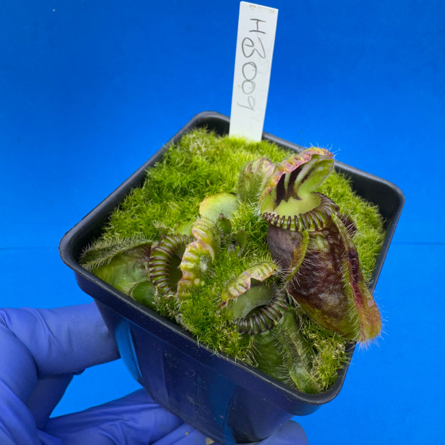 Cephalotus follicularis “Humbog” (('Hummer’s Giant’ X Self) X ‘OG Black’)