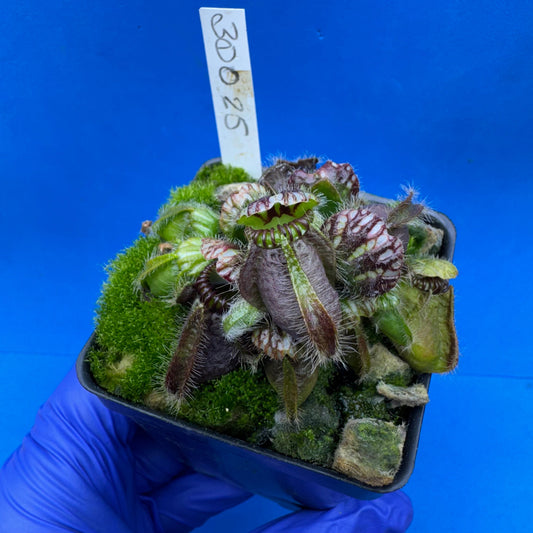 Cephalotus follicularis “Bogduc” (‘OG Black’ X “UC Davis”)