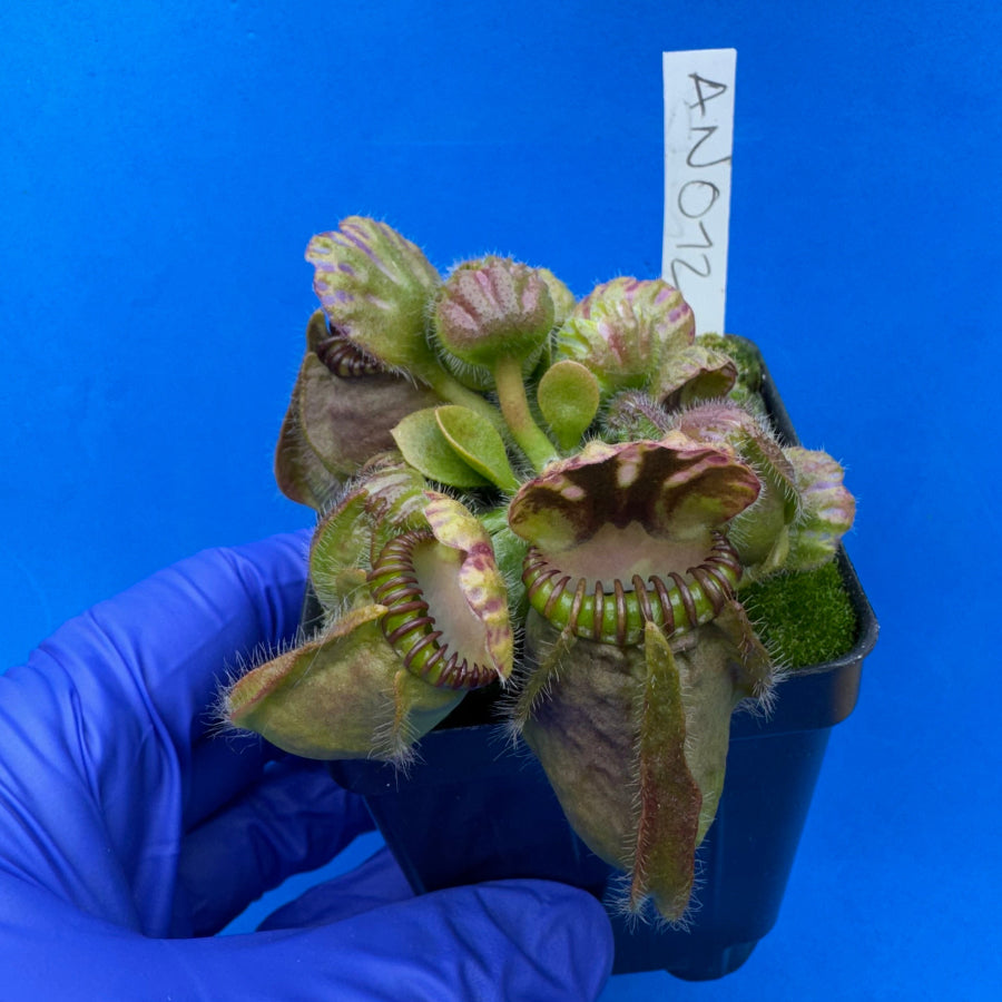 Cephalotus follicularis “Anthracite” (“Coalmine Beach” X ‘OG Black’)