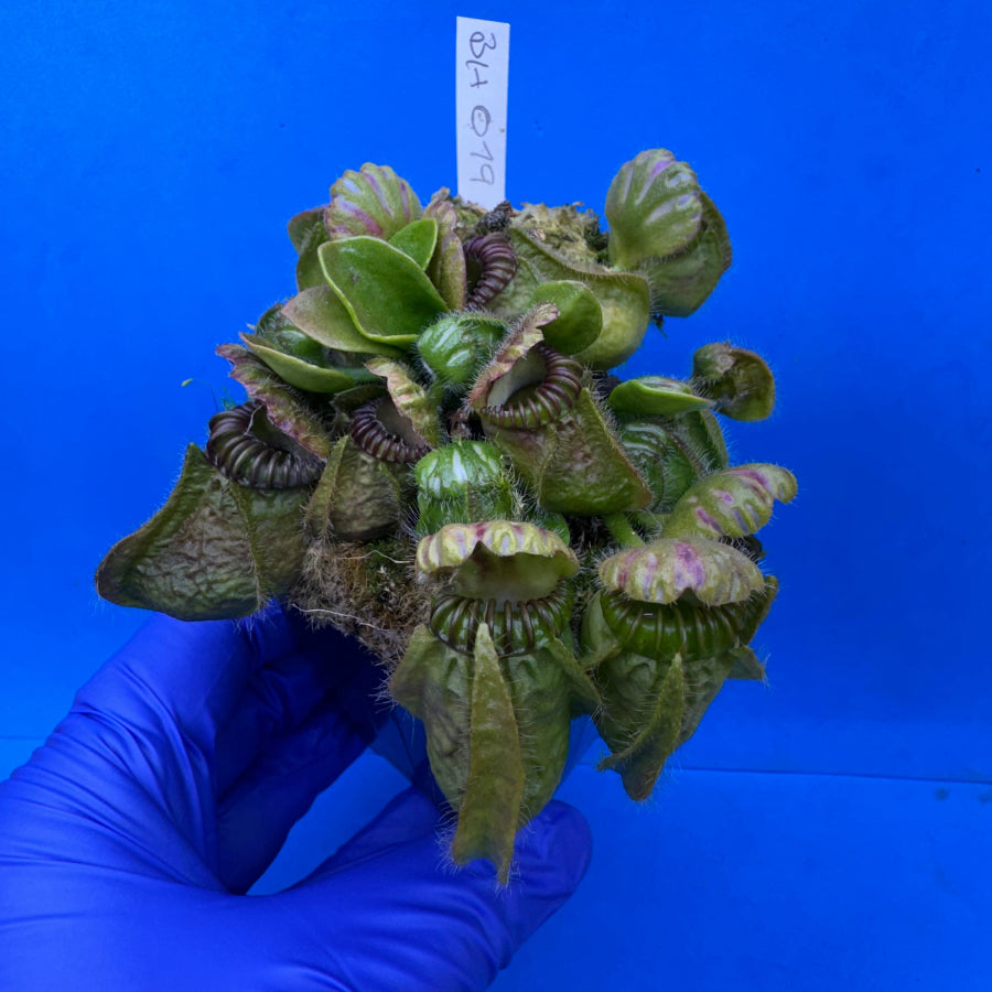 Cephalotus follicularis “Behemoth” (“UC Davis” X ‘OG Black’)