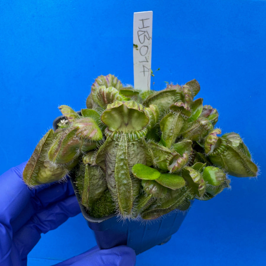 Cephalotus follicularis “Humbog” (('Hummer’s Giant’ X Self) X ‘OG Black’)