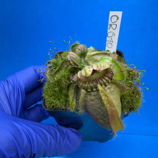 Cephalotus follicularis “Ogre” (‘OG Black’ X “Coalmine Beach”)