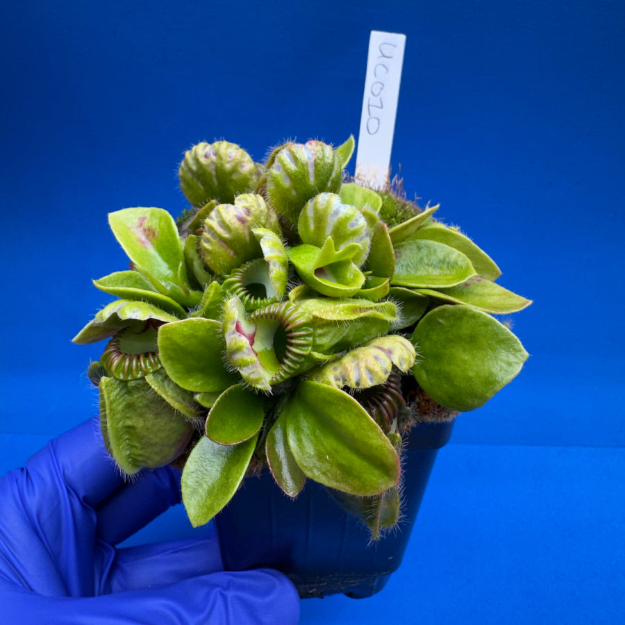 その他多肉植物 cephalotus follicularis Donnelly  Cephalotus follicularis – The Plant Lady SF
