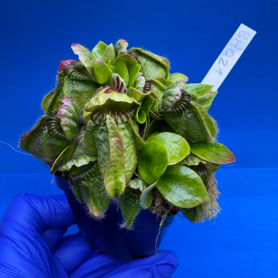 Cephalotus follicularis “Behemoth” (“UC Davis” X ‘OG Black’)