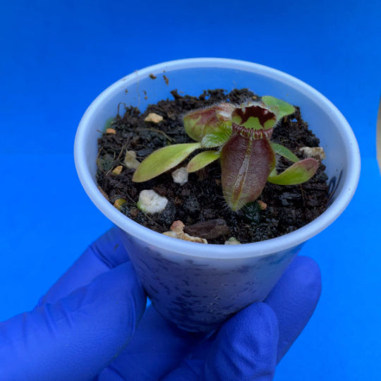 Cephalotus follicularis ‘OG Black’