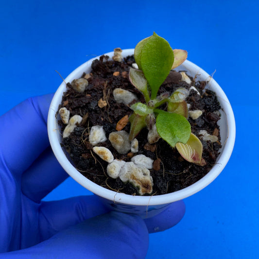 Cephalotus follicularis “Blackmine” (‘OG Black’ X “Coalmine Beach”)
