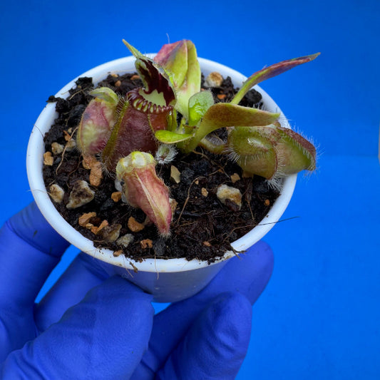 Cephalotus follicularis “Blackmine” (‘OG Black’ X “Coalmine Beach”)