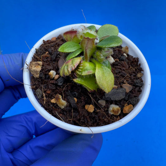 Cephalotus follicularis “Blix Goblin” (‘OG Black’ X (‘Hummer’s Giant’ X Self))