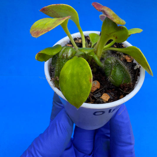 Cephalotus follicularis “Bogjewels” (‘OG Black’ X “Julie Jones”)