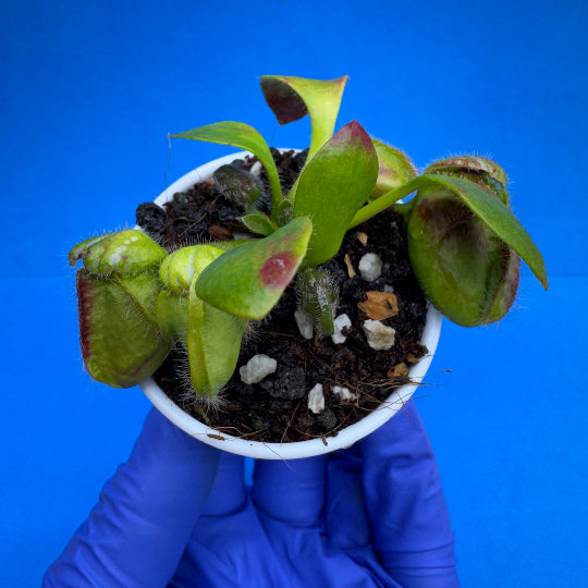 Cephalotus follicularis “Bogjewels” (‘OG Black’ X “Julie Jones”)