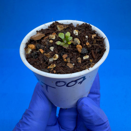 Cephalotus follicularis “Bogtanical” (‘OG Black’ X “UC Davis”)