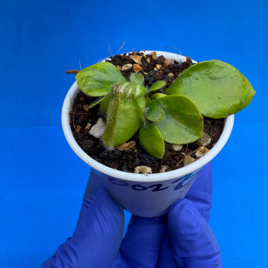 Cephalotus follicularis “Bubble Giant”
