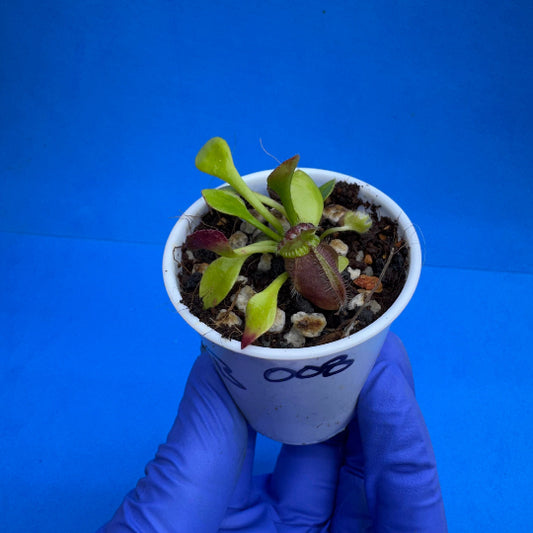 Cephalotus follicularis “Coalbog” (“Coalmine Beach” X ‘OG Black’)