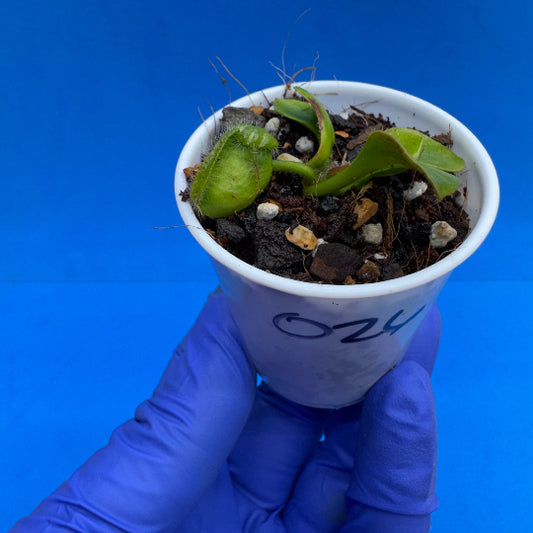 Cephalotus follicularis “Ogre” (‘OG Black’ X “Coalmine Beach”)