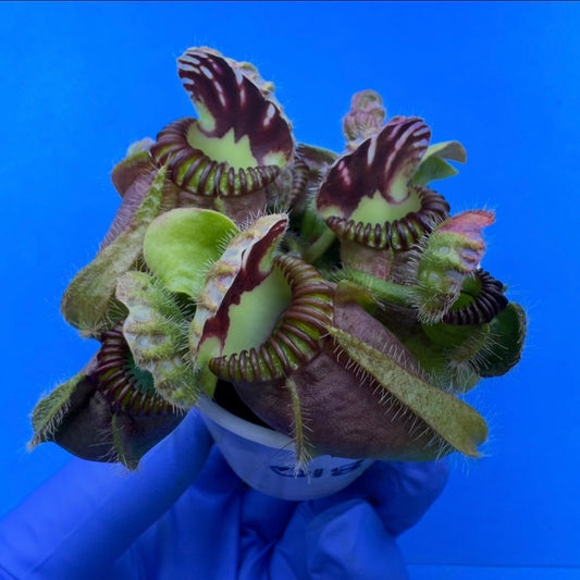 Cephalotus follicularis “UC Davis”