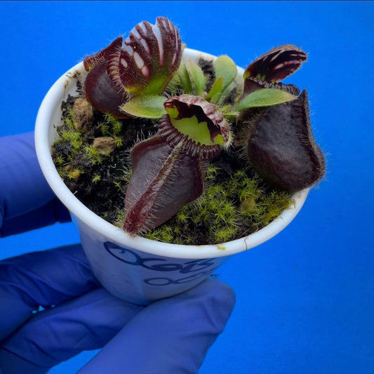 Cephalotus follicularis ‘OG Black’