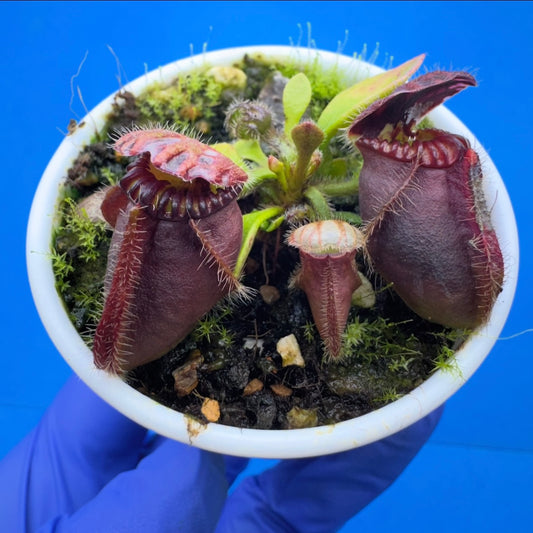 Cephalotus follicularis “Coalbog” (“Coalmine Beach” X ‘OG Black’)