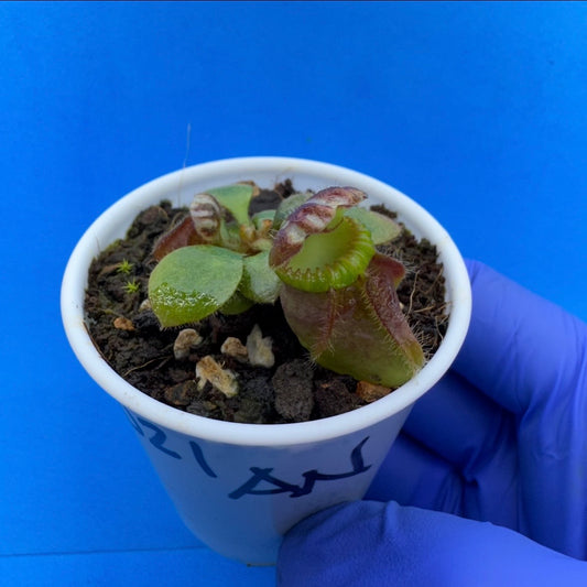 Cephalotus follicularis “Anthracite” (“Coalmine Beach” X ‘OG Black’)